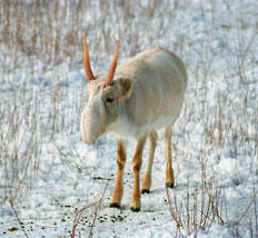 saïga-antilope.jpg